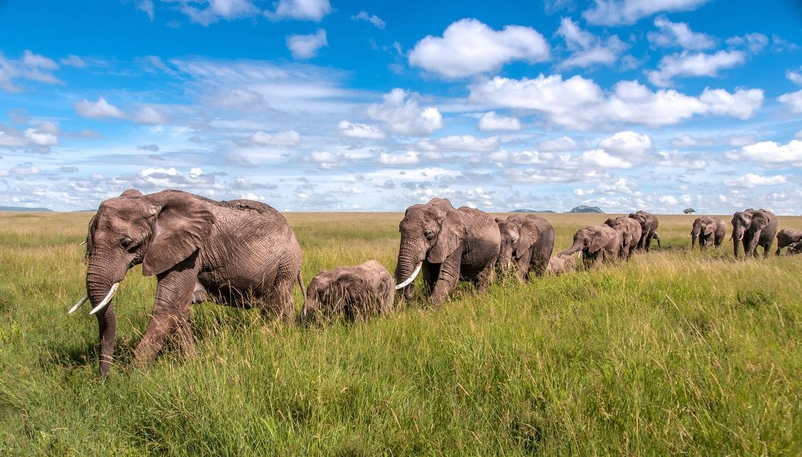 Troupeau d'éléphants au parc national de Tarangire